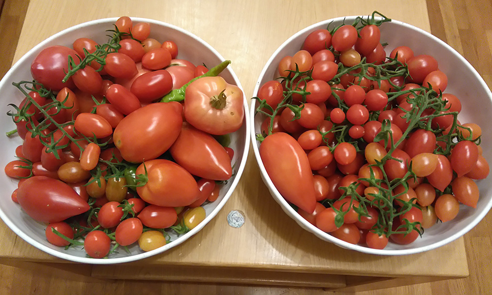 tomatoes13102016.jpg