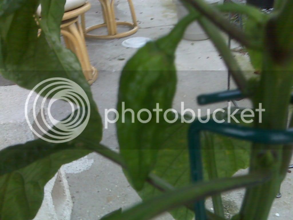 IMG00213.jpg