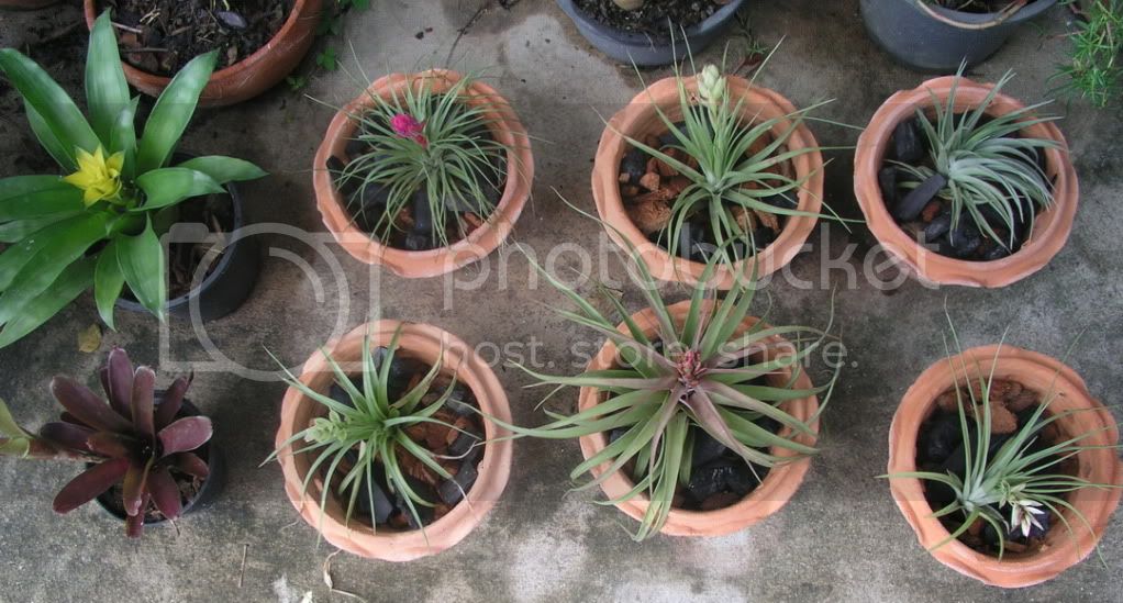 Bromeliads.jpg