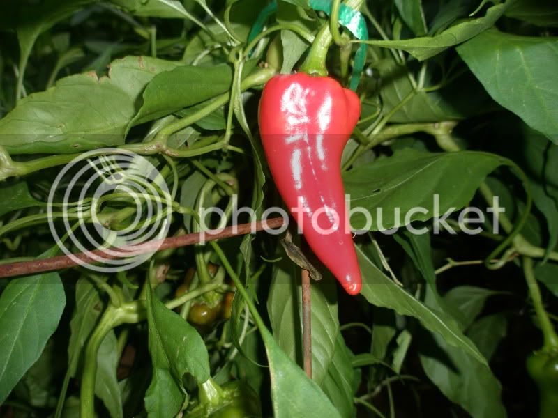 7-21-10MysteryPeppermania.jpg