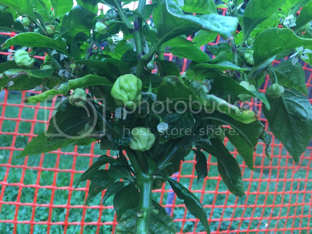 brownbhutpheno21_zps0f41d156.jpg