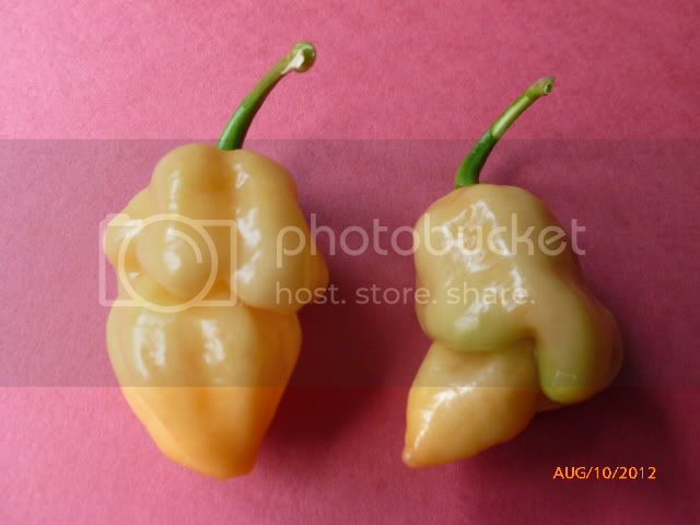 CreamFatalii-VladanSmiciklas-RainbowChiliSeedsP1000830.jpg