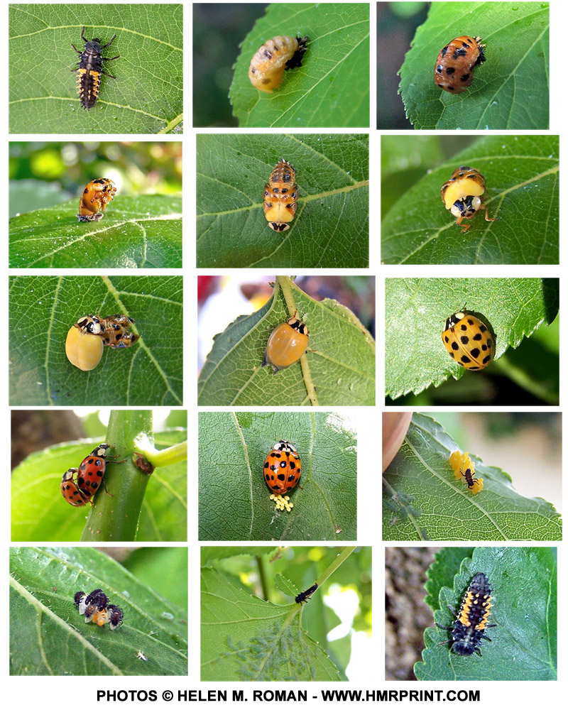 Ladybug-Larvae-to-Adult-Big.jpg