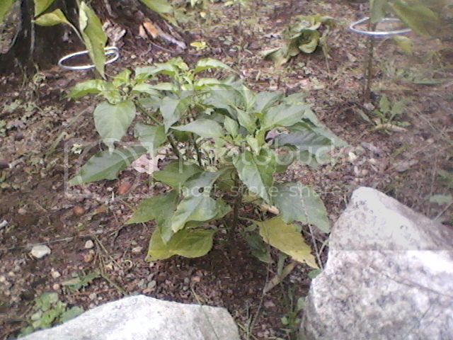 Pepperplantoct20128.jpg