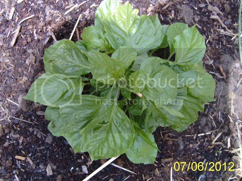 LongPodChocolateHabanero7-6-12.jpg