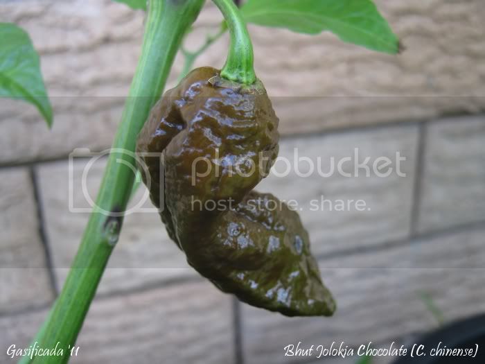 Bhut_Jolokia_Chocolate-3.jpg