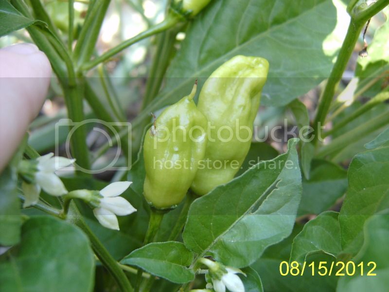 PeachHabanero8-15-12.jpg