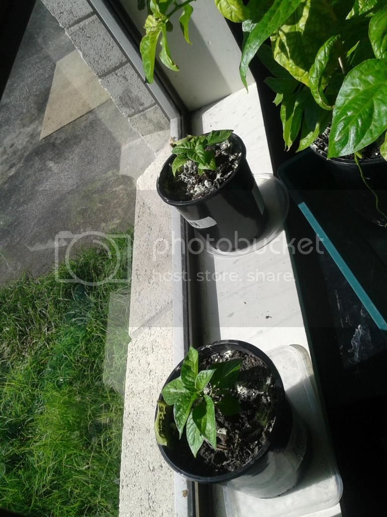 smallwindowplants2_zpse38b57ca.jpg