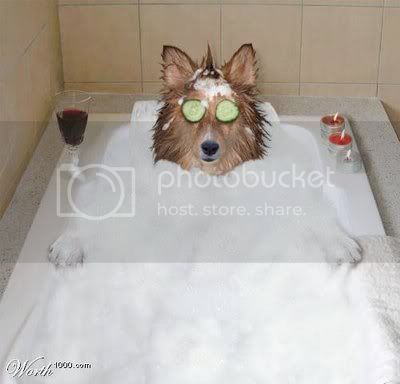 Dog_Bubble_Bath.jpg