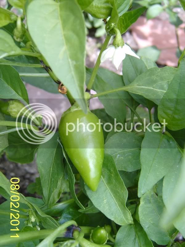 Mysterypeppercloseup8-2-11.jpg