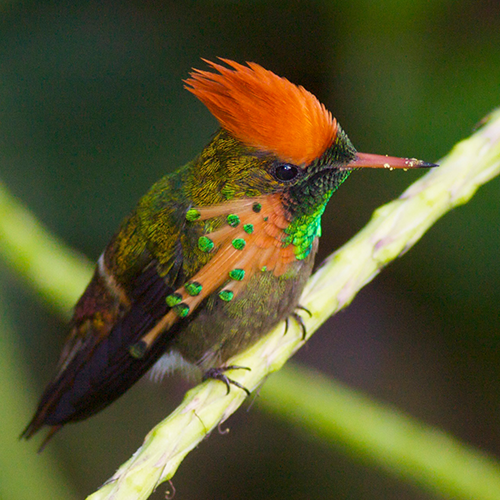 HB_web_0007_Tufted-Coquette-.png
