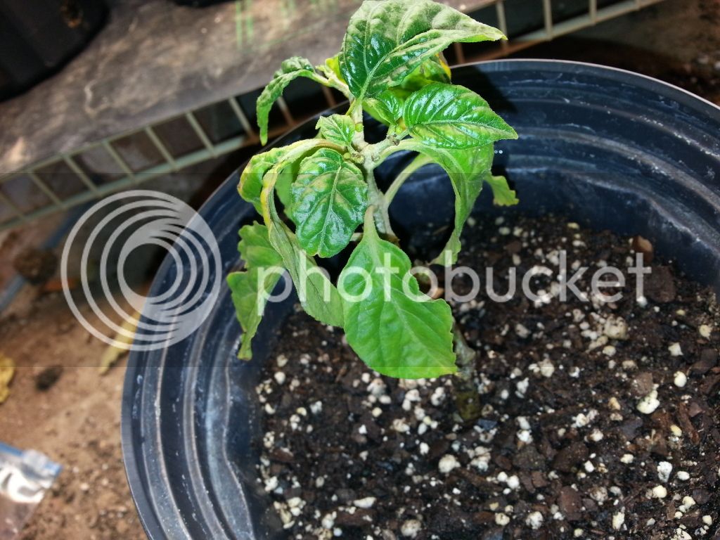 20130609_133851_zps897df488.jpg