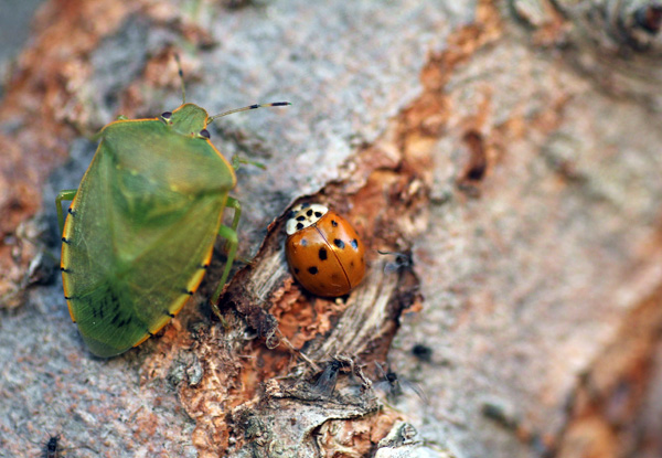 stinkbug+ladybugres.jpg
