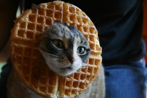 cat-waffle.jpg