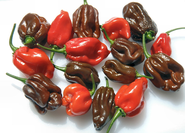 peppers12a05.jpg