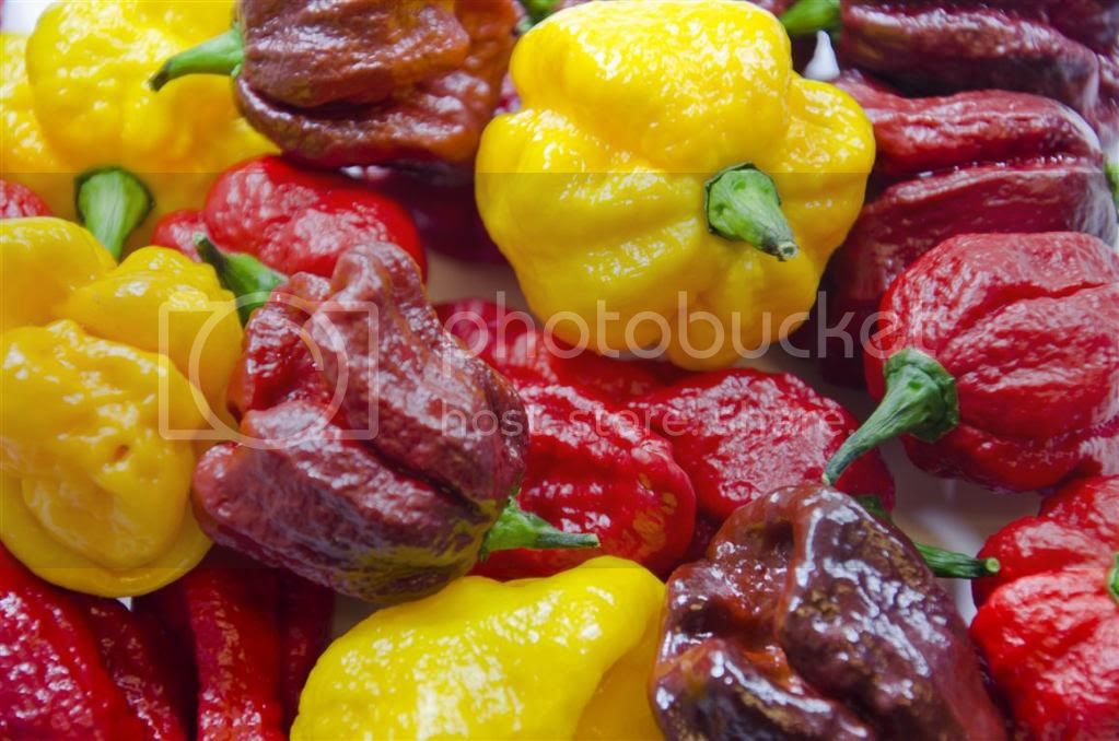 peppers3Medium.jpg