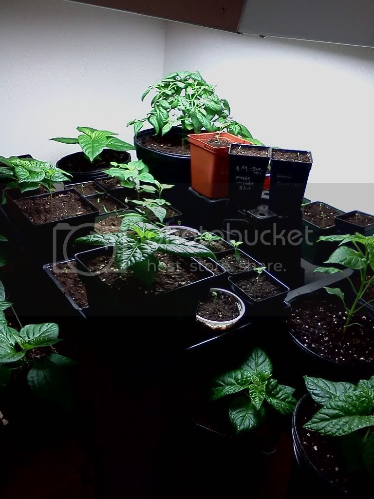 Plants2.jpg