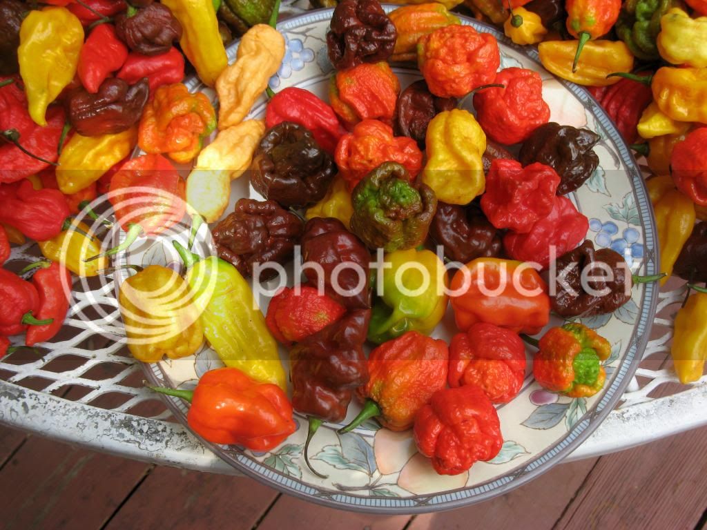 peppers3_zpsd157c139.jpg