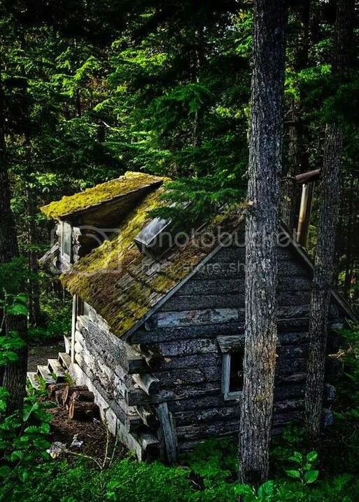 tiny-camo-cabin-in-the-woods-1_zpscdyvmu0m.jpg