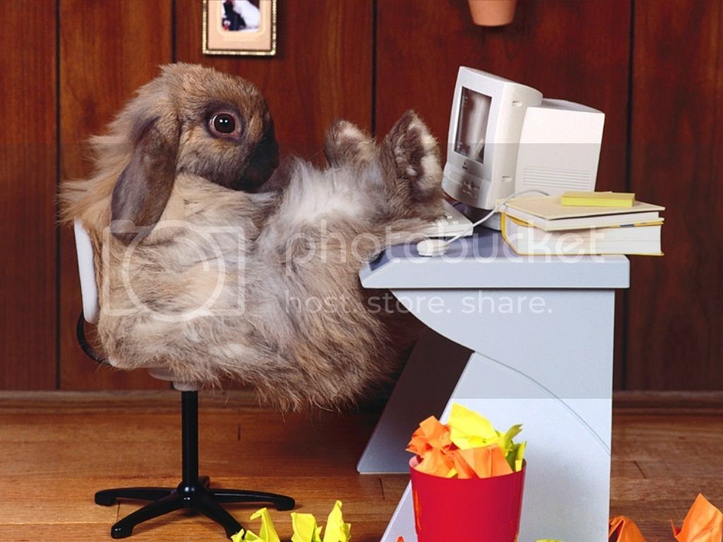 CEO-Rabbit-Relaxes-animal-humor-1993695-1024-768_zps4c661827.jpg