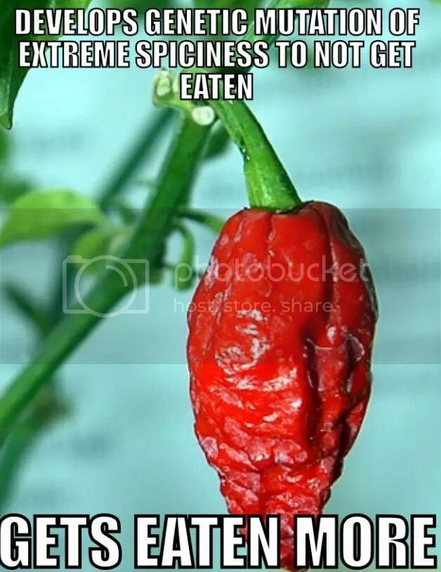 develops-genetic-mutation-of-extreme-spiciness-to-not-get-eaten-gets-eaten-more-hot-pepper-problems-meme-1433910077-1_zpsvnv86phk.jpg