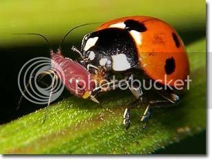 lady-bug-eating-aphid_zps219zpaf1.jpg