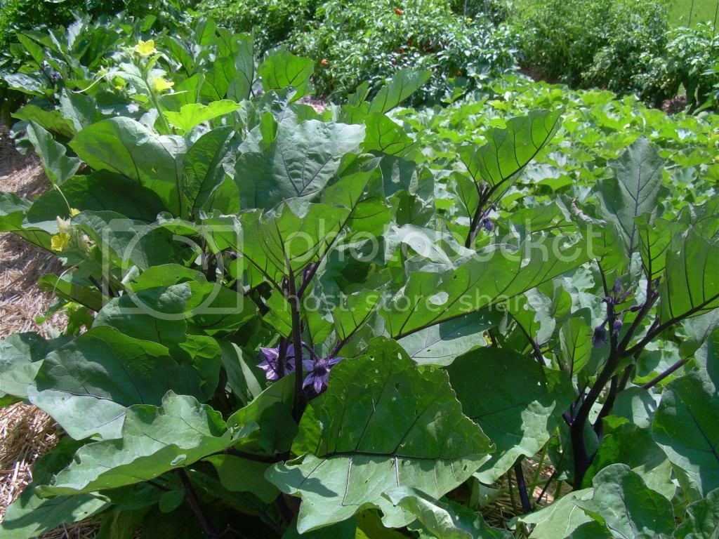 Eggplant7-28-13_zpsb44eb9cb.jpg