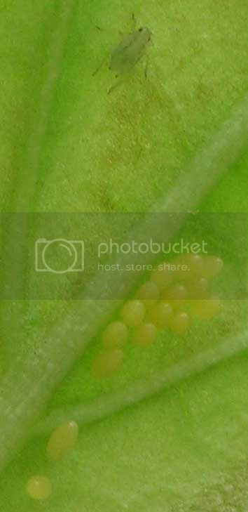 ladybug-eggs-with-aphid01.jpg