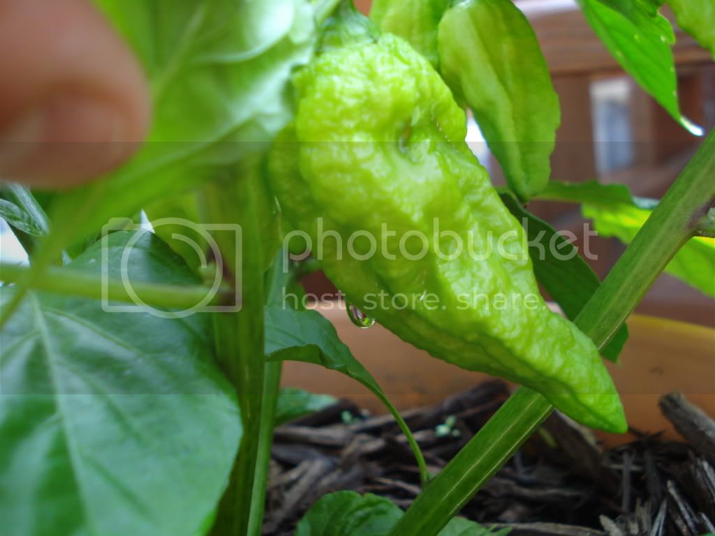 peppers005.jpg