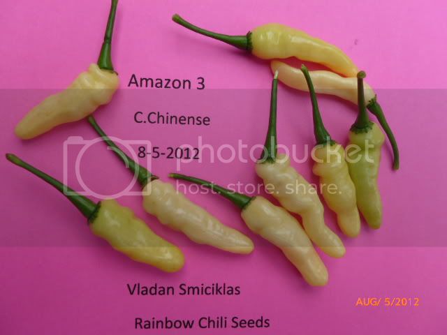 Amazon3-VladanSmiciklas-RainbowChiliSeedsP1000728.jpg