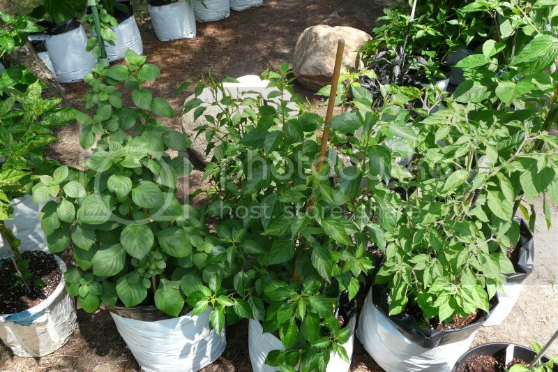 2012Peppersplants-VladanSmiciklas-RainbowChiliSeedsP1060744.jpg
