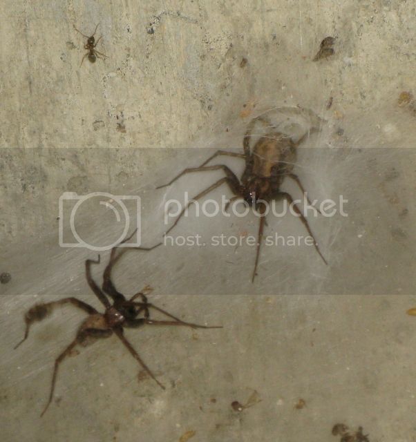 IMG_2673-basement-spiders-with-ant.jpg