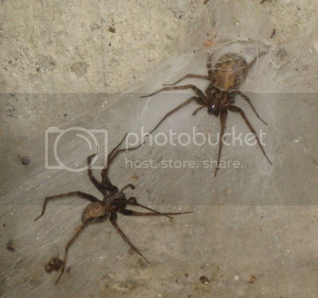 IMG_2679-basement-spiders-m-andfemale.jpg