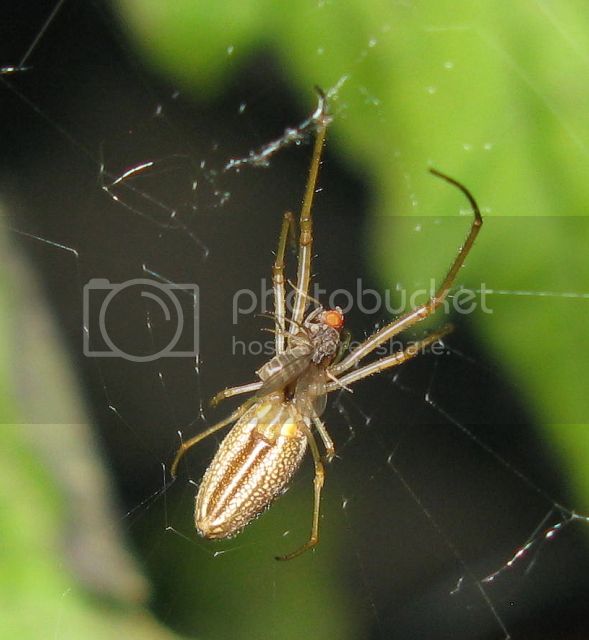 IMG_2711-close-up-spider-ontomato-plant.jpg