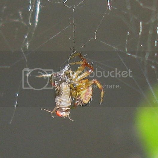 IMG_2714-tiny-spider-tackles-fruit-fly.jpg