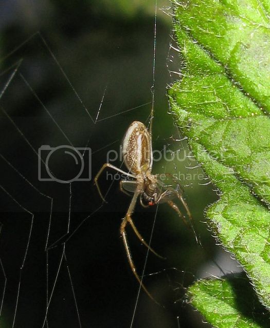 IMG_2730-spider-on-tomato-plant.jpg