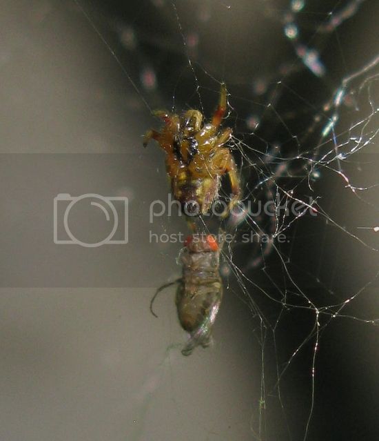 IMG_2731-tiny-spider-tackles-fruit-fly.jpg
