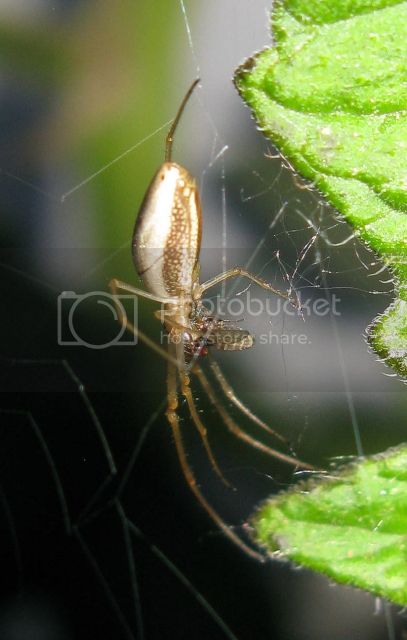IMG_2734-spider-on-tomato-plant.jpg
