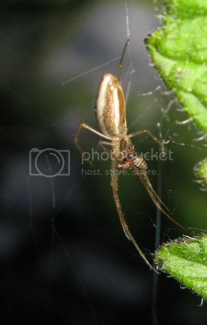 IMG_2736-spider-on-tomato-plant.jpg