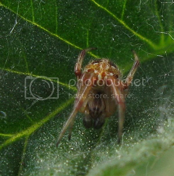 IMG_3046-spider-on-tomato-leaf.jpg