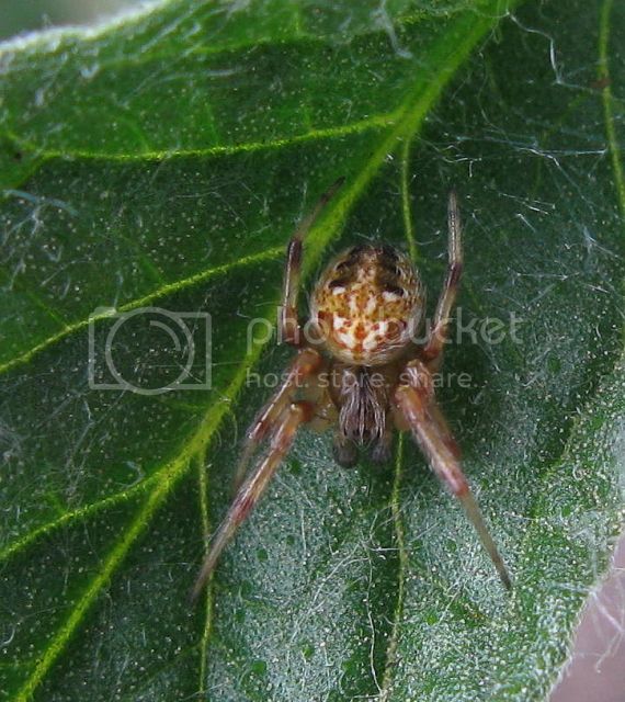 IMG_3058-spider-on-tomato-leaf.jpg