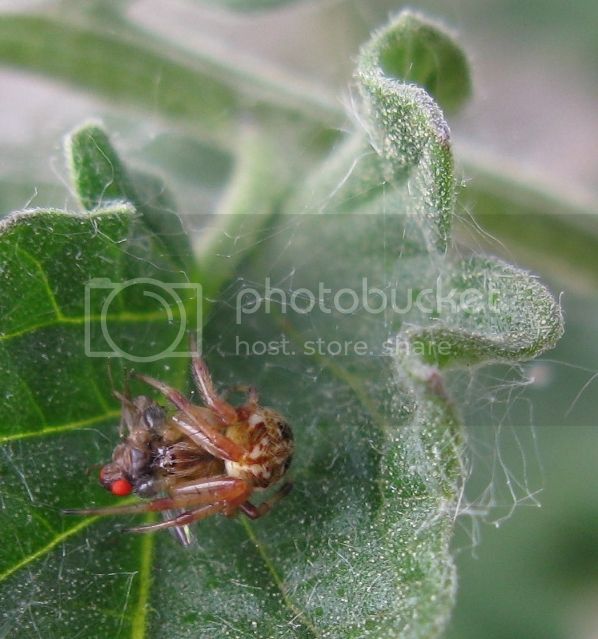 IMG_3088-spider-with-fruit-fly.jpg