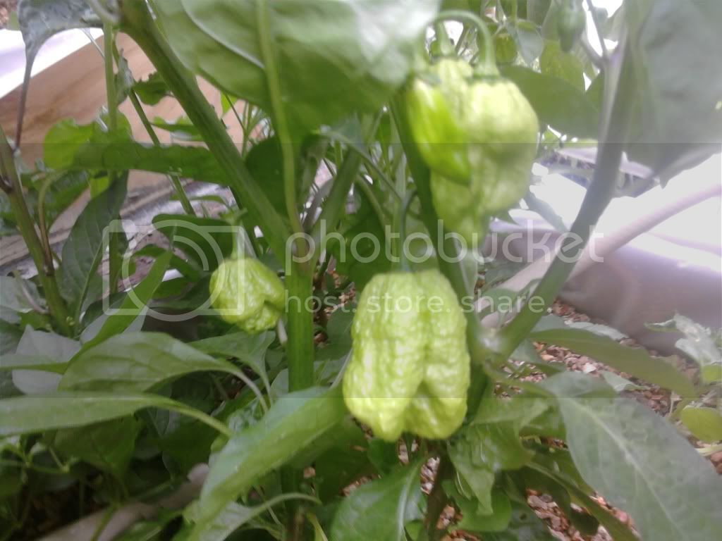 peppers004-2.jpg