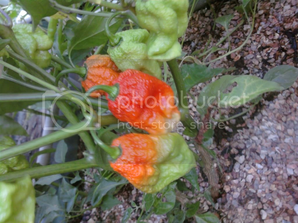 peppers004-4.jpg