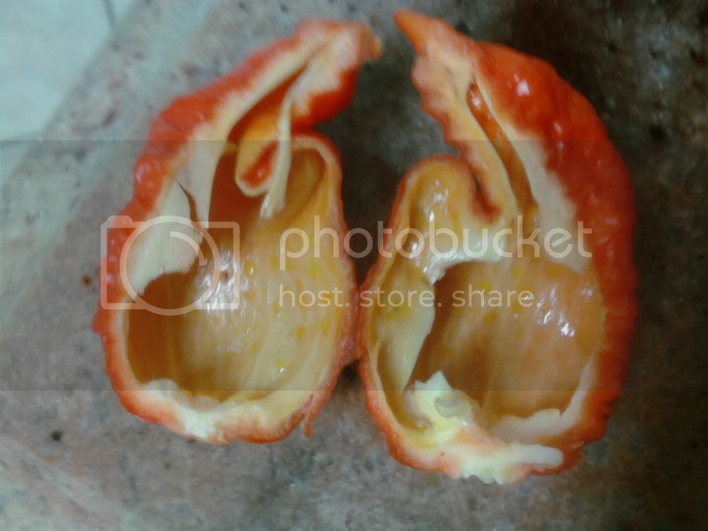 peppers005-4.jpg