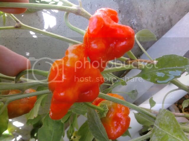 peppers013-4.jpg