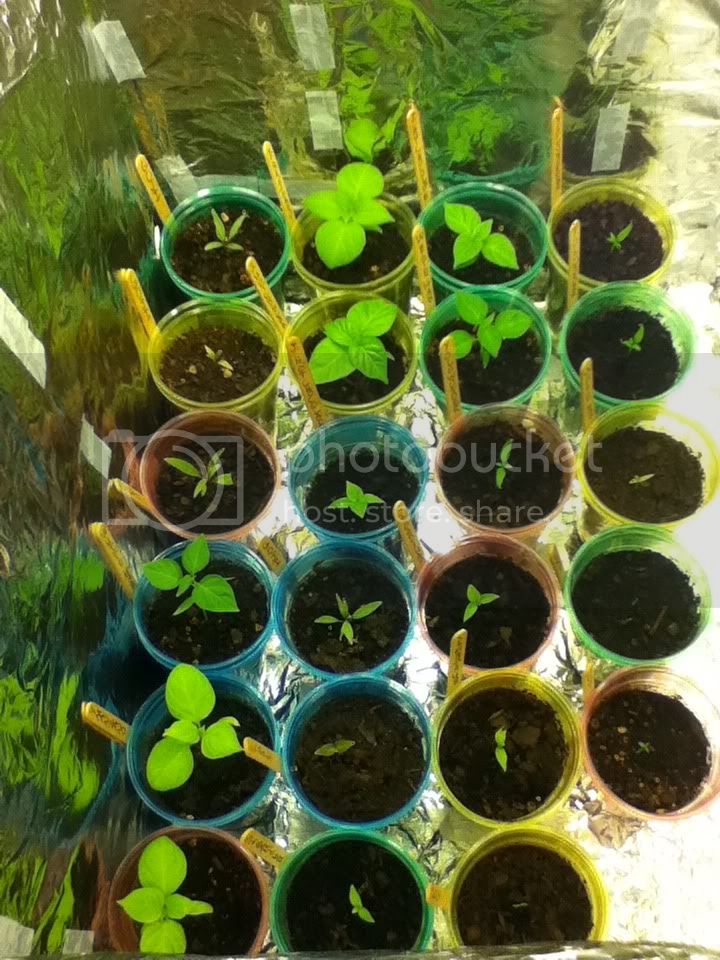 seedlings.jpg