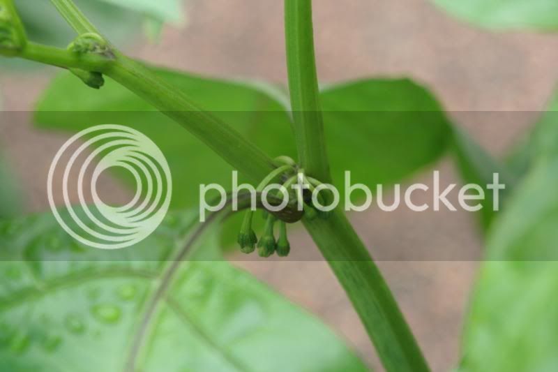Douglahflowers-2.jpg