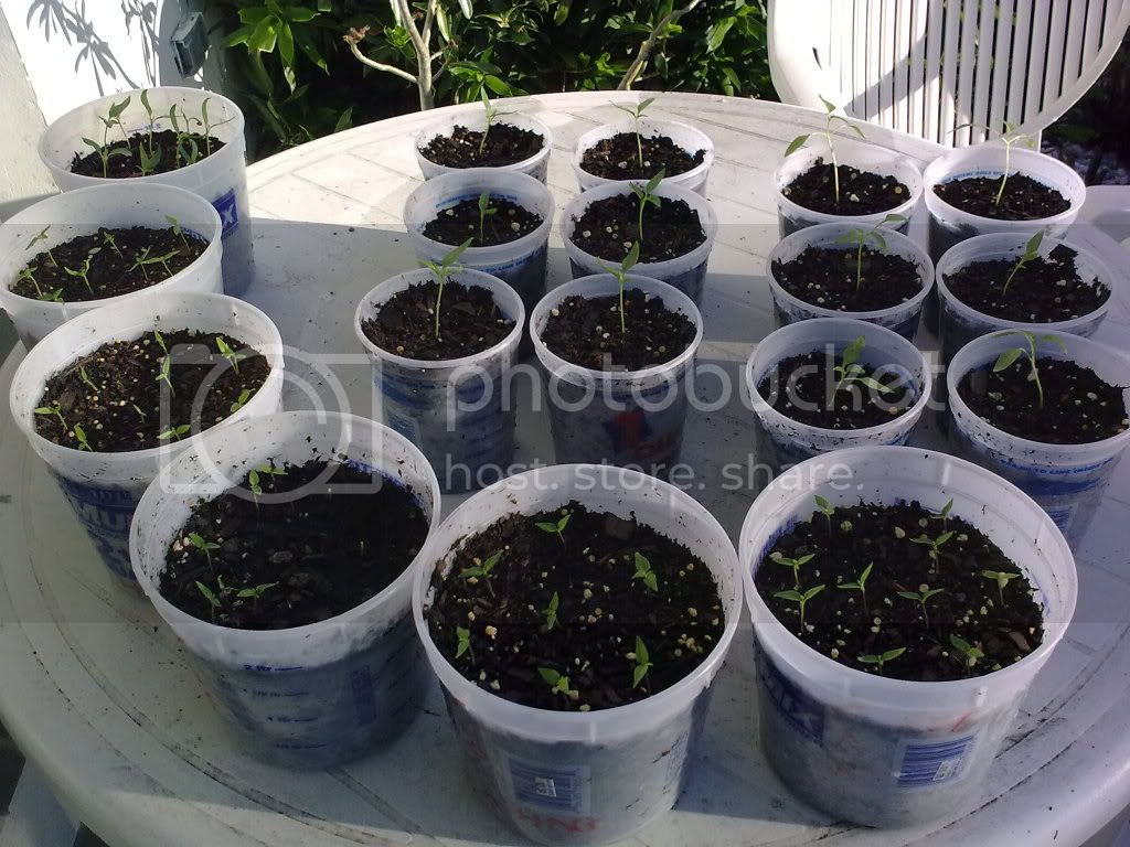 Seedlings2.jpg