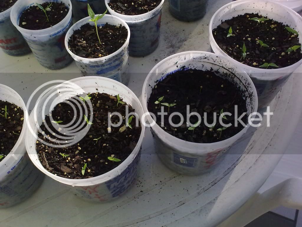 Seedlings3.jpg
